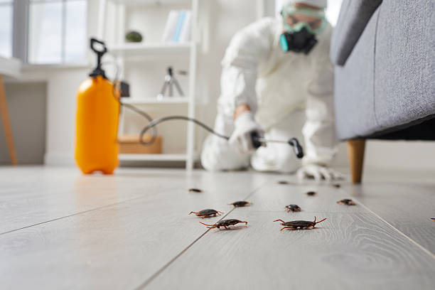 Post-Treatment Bed Bug Interceptor Monitoring in Brownsville